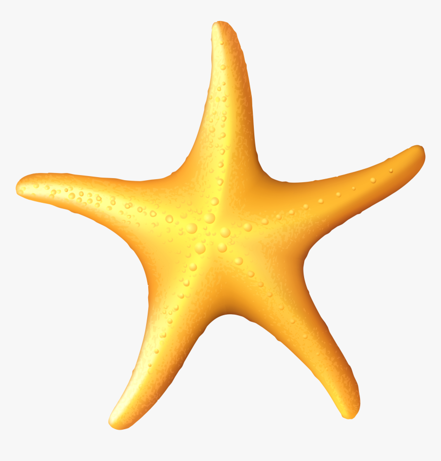 Transparent Sea Star Png - Clipart Starfish, Png Download, Free Download