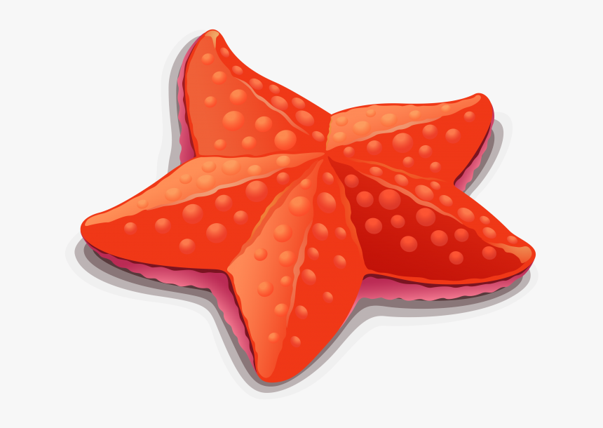 Starfish Clipart Png Image Free Download Searchpng - Starfish Cartoon Clip Art, Transparent Png, Free Download