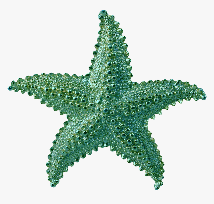 Transparent Starfish Clipart Png - Transparent Background Starfish Transparent, Png Download, Free Download