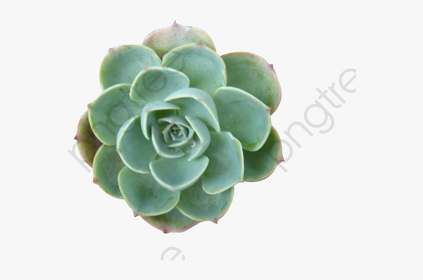 Succulent Plants, Plants Clipart, Succulents, Plant - Succulent Png, Transparent Png, Free Download