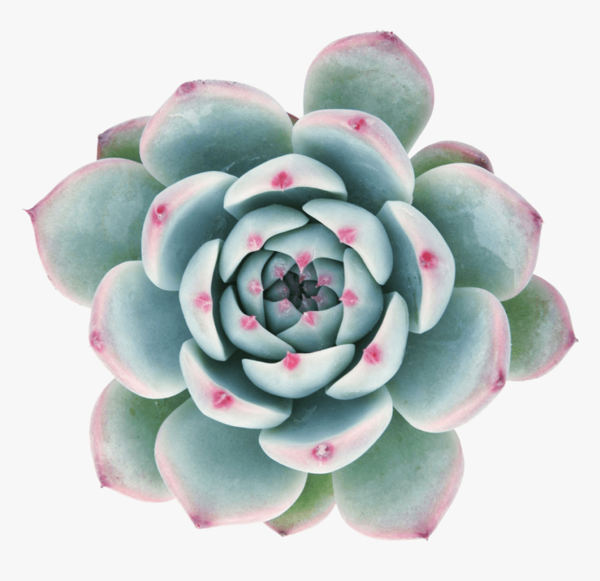 Transparent Background Succulent Clip Art, HD Png Download, Free Download