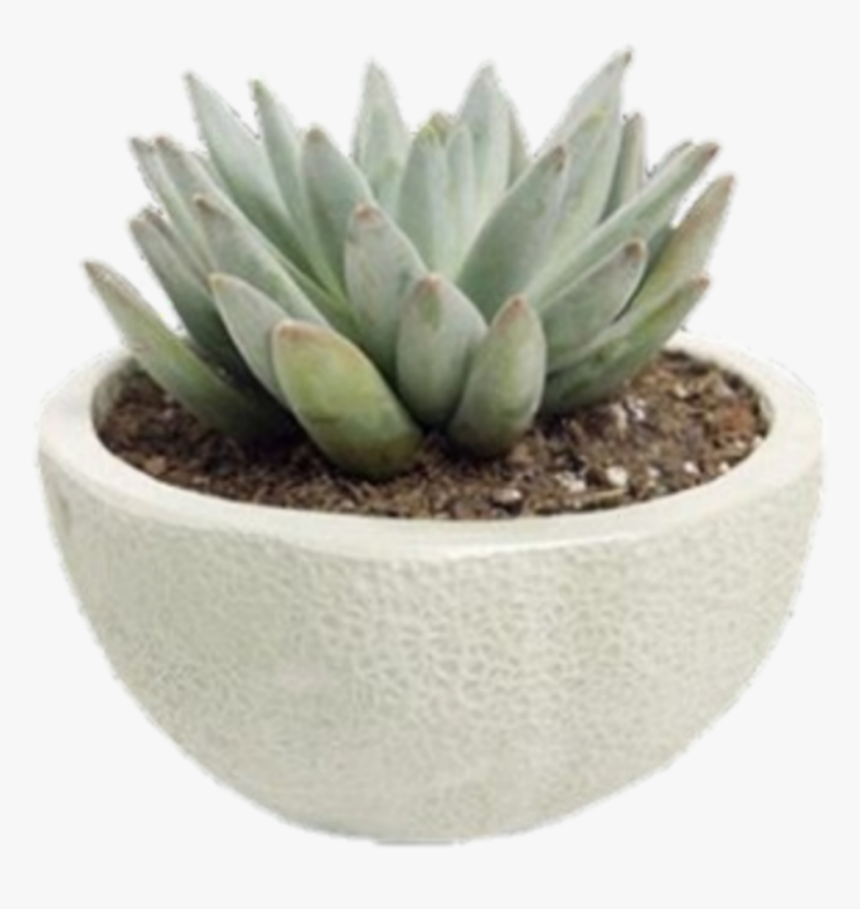 #succulent #plant #roomdecore #instagram #nichememe - Pngs For Niche Memes, Transparent Png, Free Download