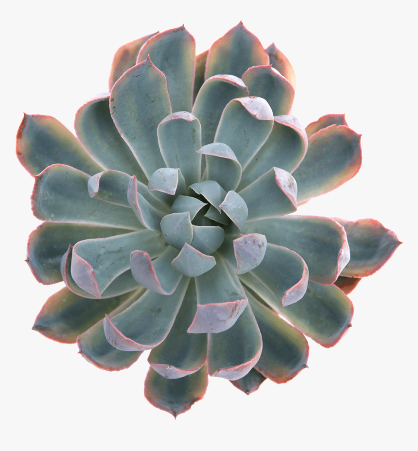 Succulent Plant Png - Blue Heron Succulent, Transparent Png, Free Download