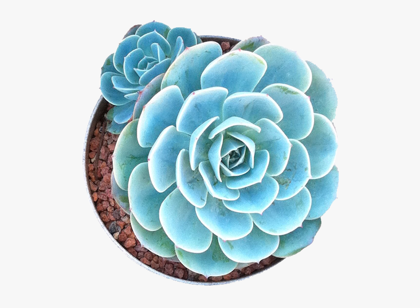 Succulents In Png🌱✂️ - Succulents Png, Transparent Png, Free Download
