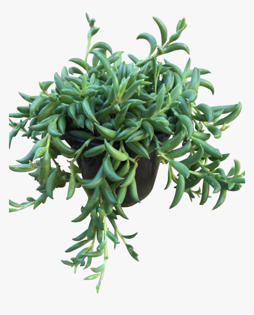 String Of Bananas"
 Class="lazyload Lazyload Fade In"
 - Ice Plant Family, HD Png Download, Free Download