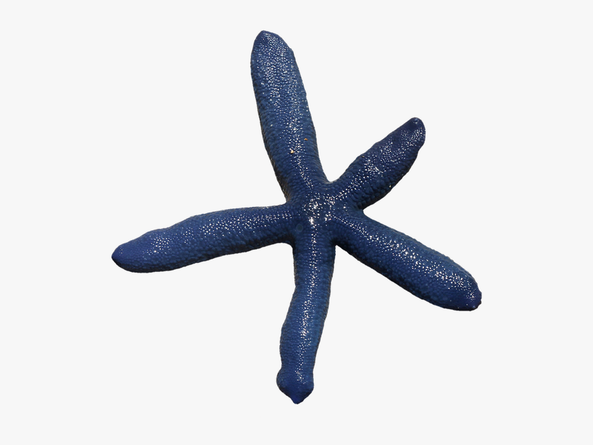 Starfish, Spur, Sea, Prickly, Marine Life, Sea Animal - Stella Marina Blu Png, Transparent Png, Free Download