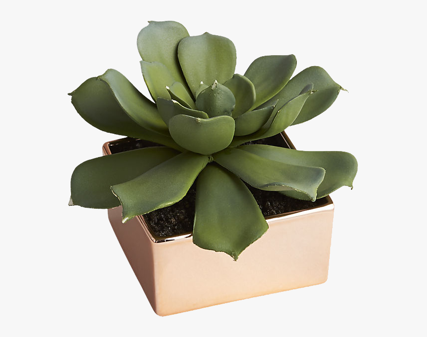 Agave, HD Png Download, Free Download