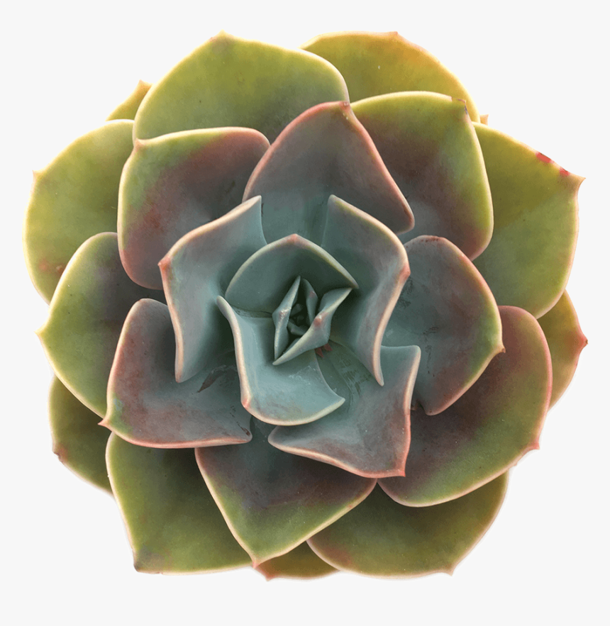 Echeveria "cassyz Winter - Succulents With Transparent Background, HD Png Download, Free Download