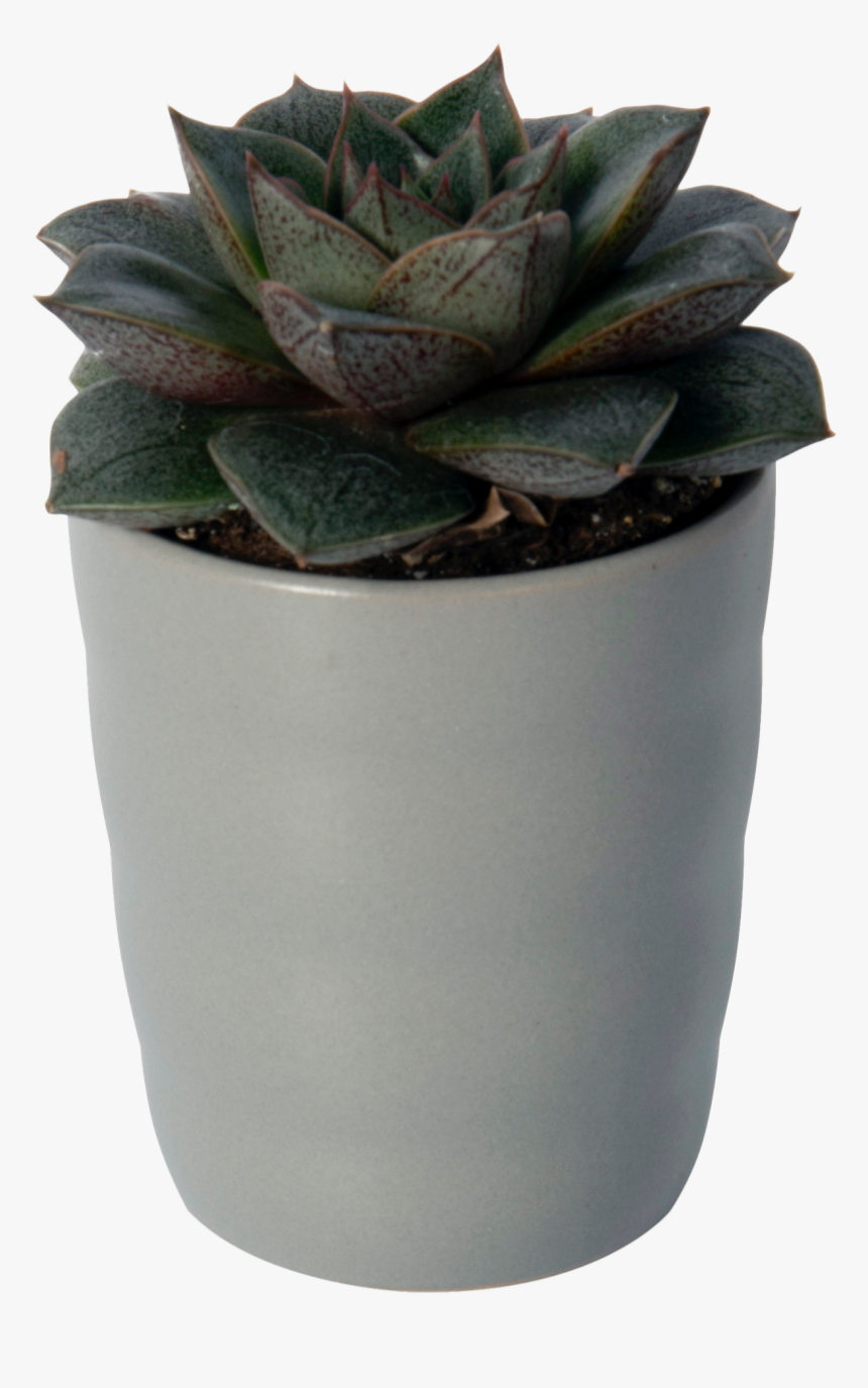 Flowerpot, HD Png Download, Free Download