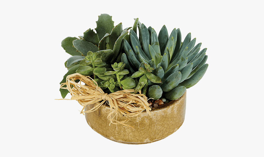 Succulent Plant, HD Png Download, Free Download