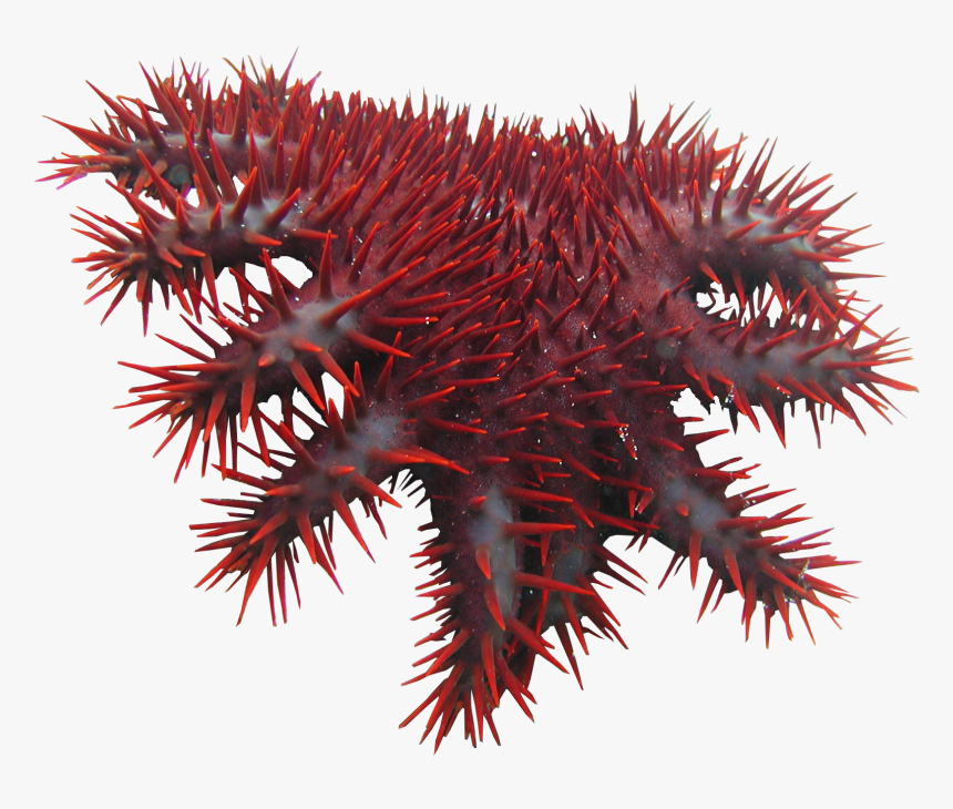 Crown Thorns Png - Crown Of Thorns Starfish Png, Transparent Png, Free Download