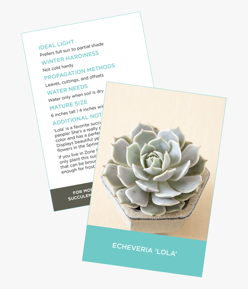 Succulent Identification Cards Sample Crassula Ovata - Sacred Lotus, HD Png Download, Free Download