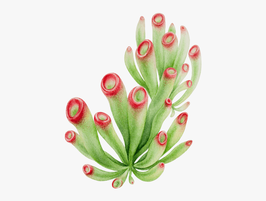Fire Lily, HD Png Download, Free Download