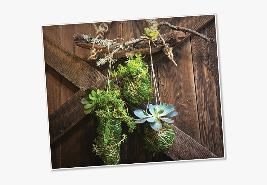 Image Of A Kokedama - Spruce, HD Png Download, Free Download