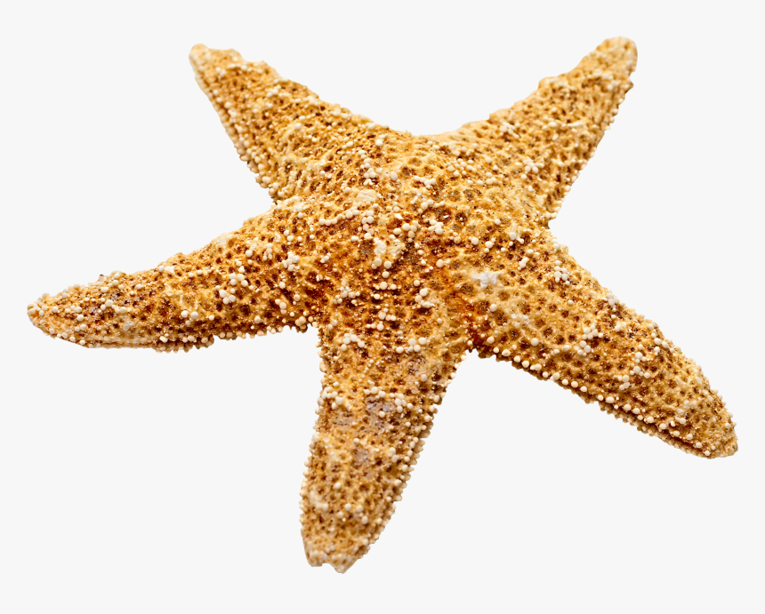 Marine Decoration Starfish Png Download - Estrella Marina Png, Transparent Png, Free Download