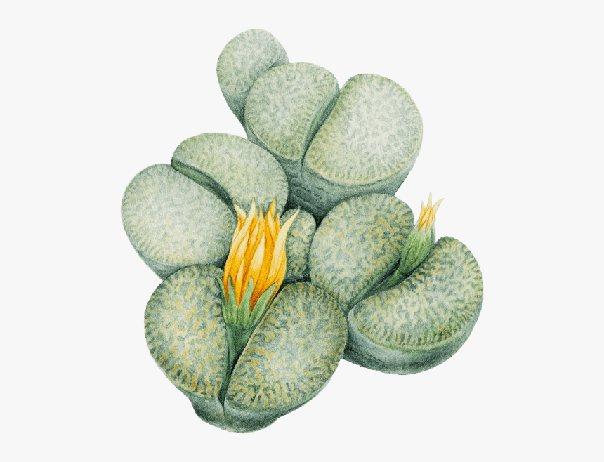 Lithops Png, Transparent Png, Free Download