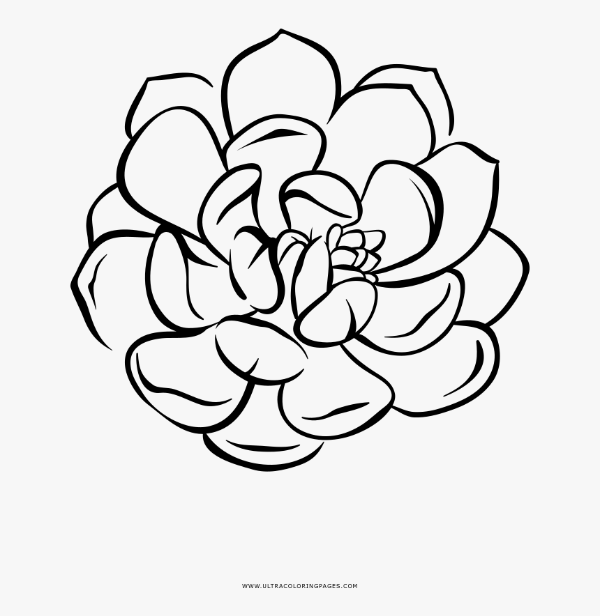 Succulent Coloring Page - Succulent Drawing With No Background, HD Png Download, Free Download