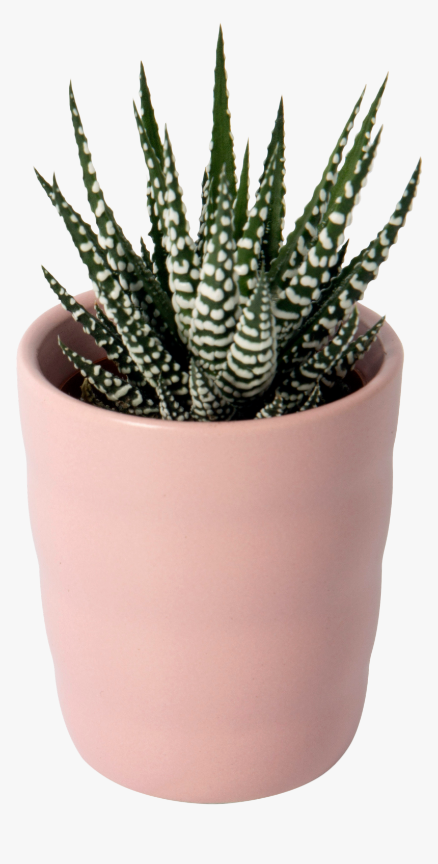 Flowerpot, HD Png Download, Free Download