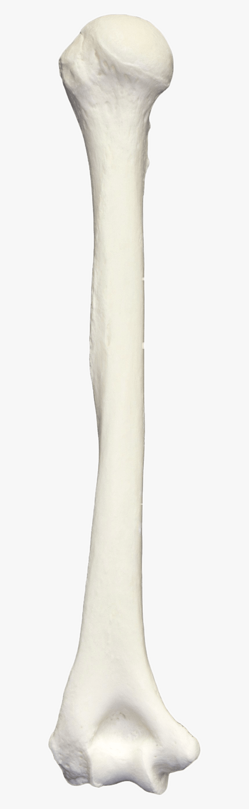 Humerus Bone - Illustration, HD Png Download, Free Download