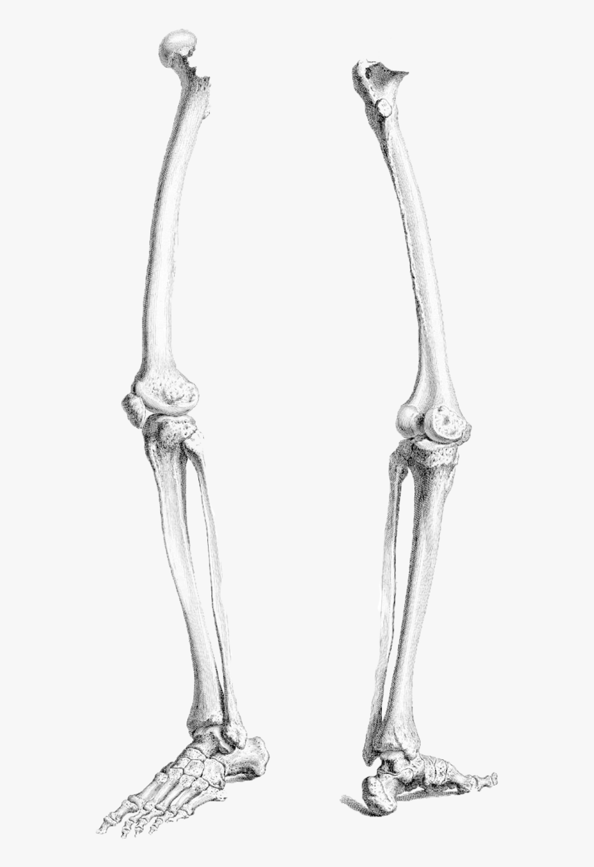 skeleton leg drawing