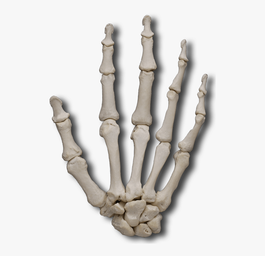 Кости руки. Скелет руки. Скелет запястья. Скелет ладони. Hand bone