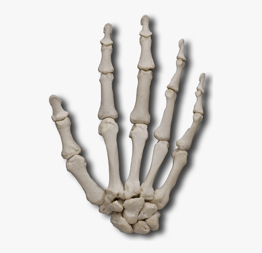 Hand bone. Кости руки. Скелет руки. Скелет запястья. Скелет ладони.