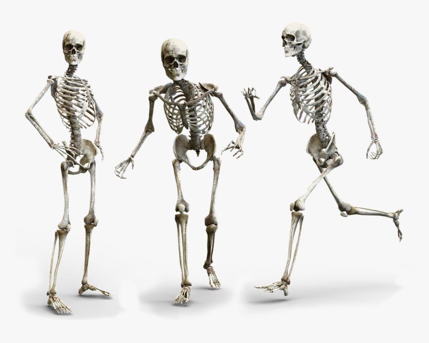 Skeleton, Human, Bone, Bones, Skull, Anatomy - Strong Bones, HD Png Download, Free Download