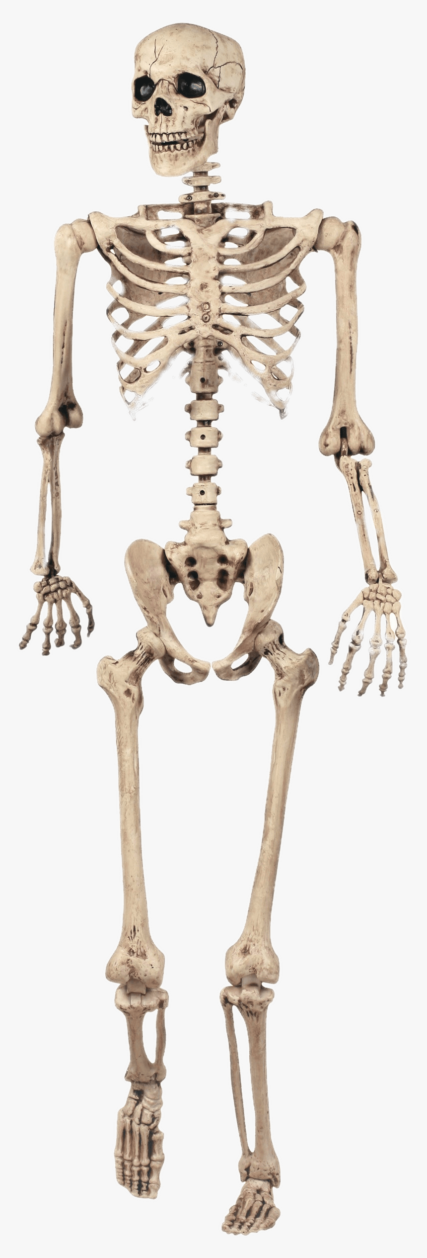 Png Of Human Skeleton - Halloween Decorations Skeleton, Transparent Png, Free Download