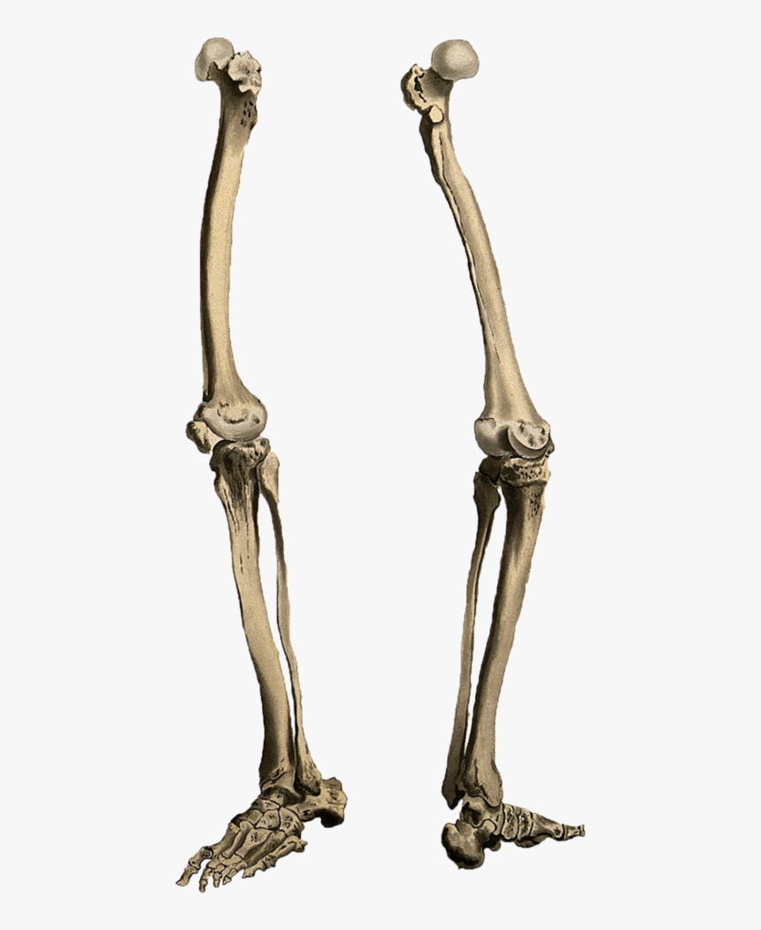 Leg Bone Png - Legs Png, Transparent Png, Free Download