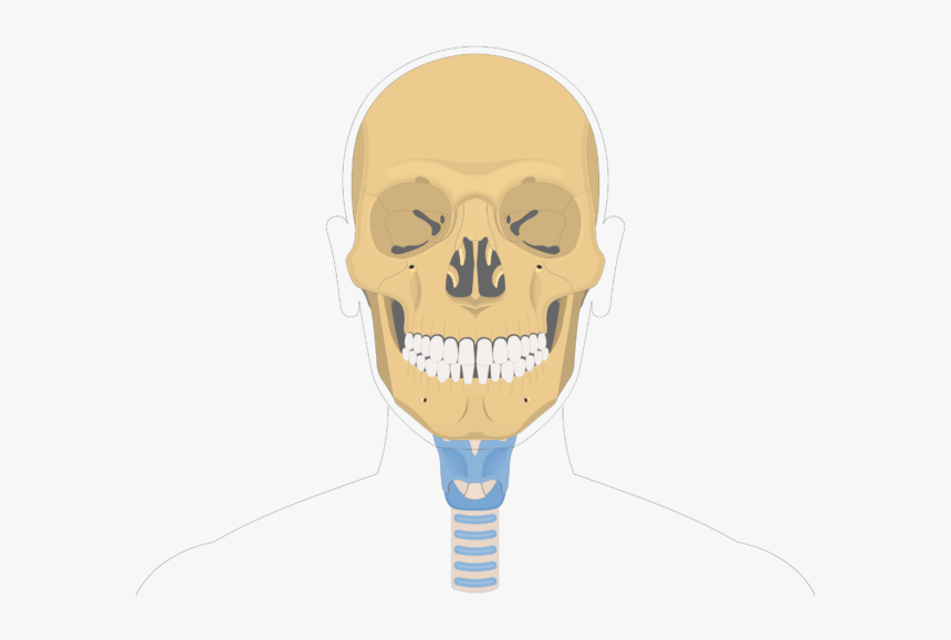 Hyoid Bone Overview-1 - Optic Canal Of Sphenoid Bone, HD Png Download, Free Download