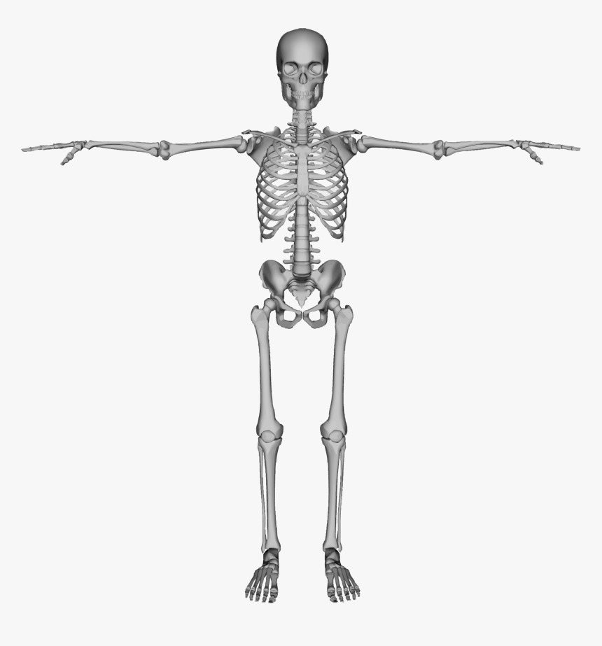 Transparent Skeleton Png, Png Download, Free Download
