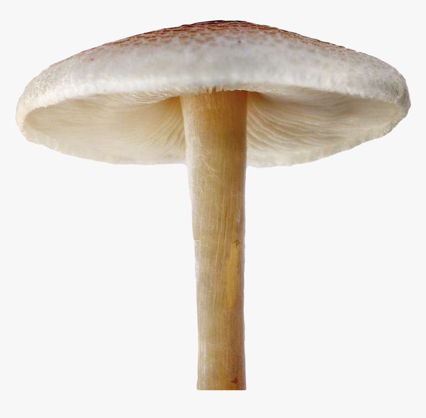 Mushroom Png Image - Mushroom Png, Transparent Png, Free Download