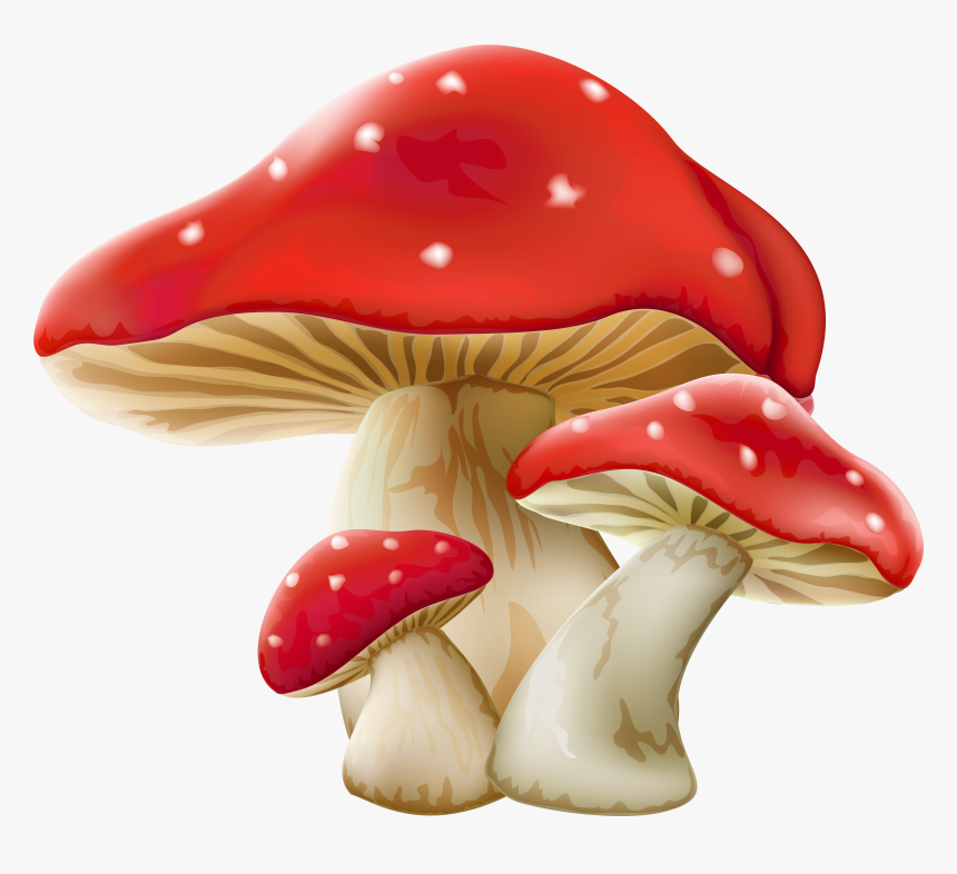 Transparent Background Mushroom Clipart, HD Png Download, Free Download