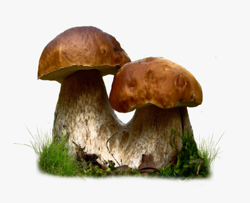 Mushroom Transparent - Edible Mushrooms, HD Png Download, Free Download