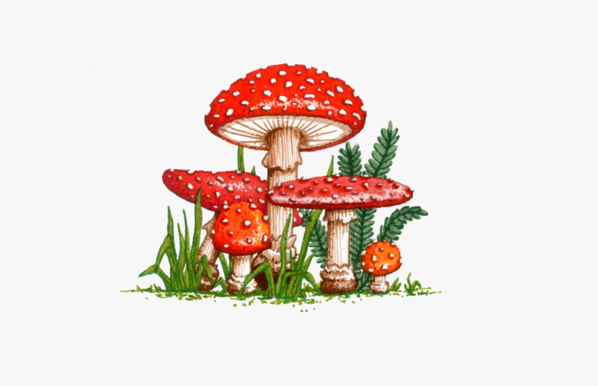 Amanita Muscaria Png Picture - Drawing Of Mushroom Garden, Transparent Png, Free Download