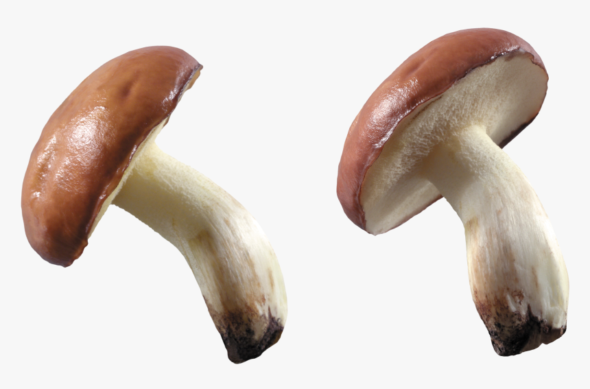 Mushroom Png Image - Mushroom Png Hd, Transparent Png, Free Download