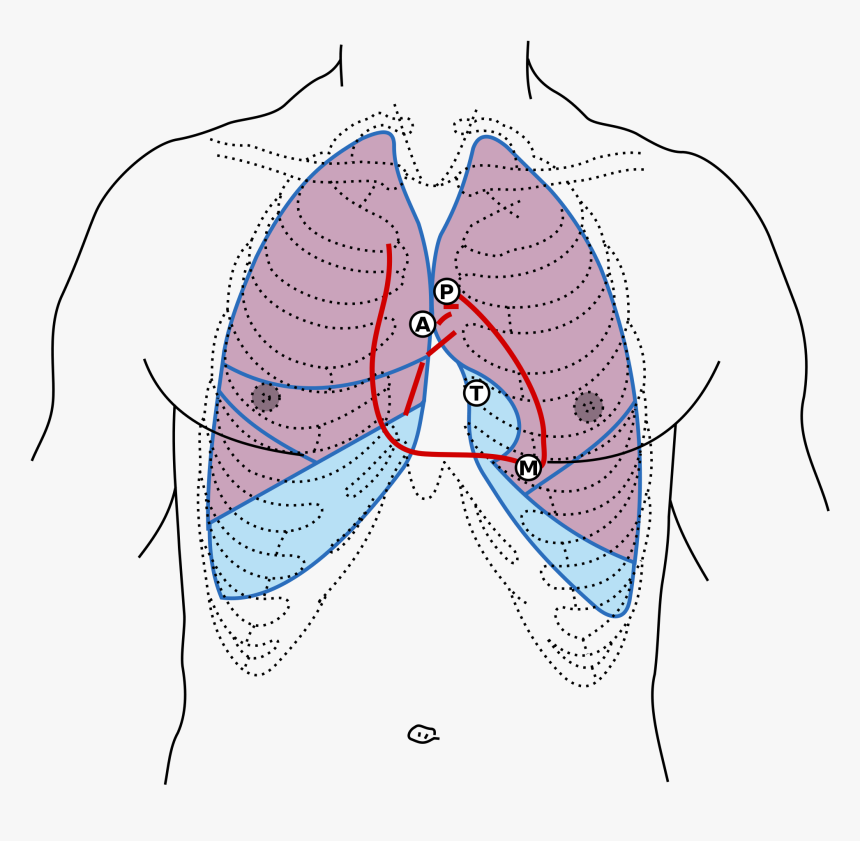 Location Of Heart Sounds For Auscultation - S1 And S2 Heart Sounds Location, HD Png Download, Free Download