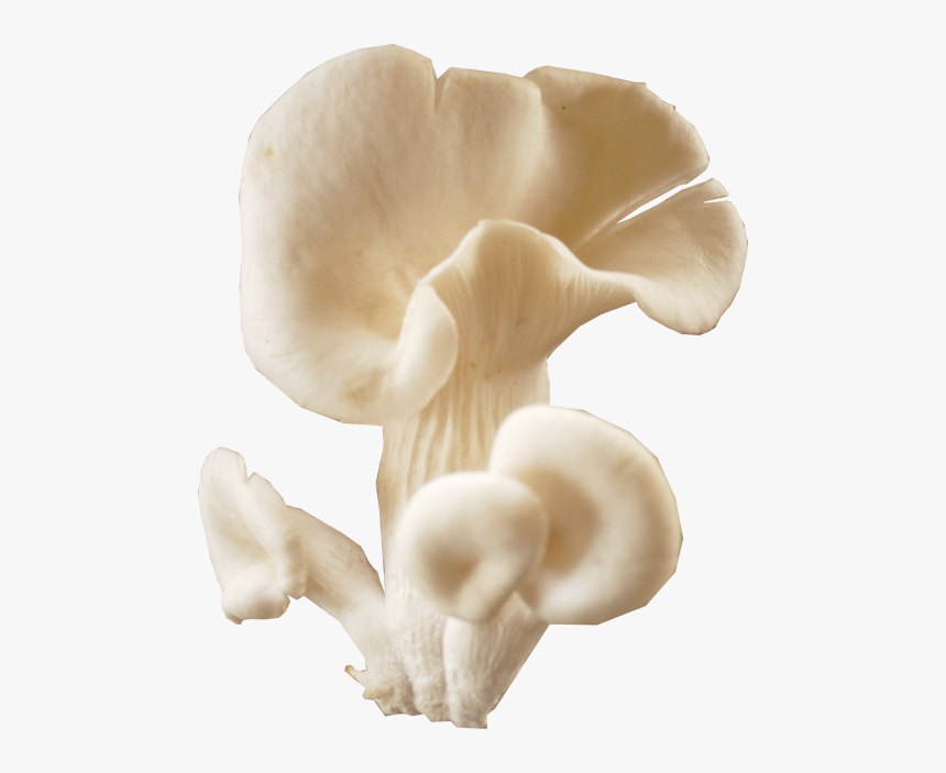 Mushroom Download Transparent Png Image - Transparent Oyster Mushroom Png, Png Download, Free Download