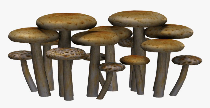 Mushrooms Flat Heads - Mushroom Png, Transparent Png, Free Download