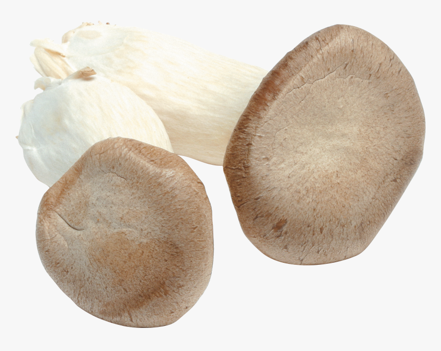 Download For Free Mushroom Png In High Resolution - Mushroom, Transparent Png, Free Download