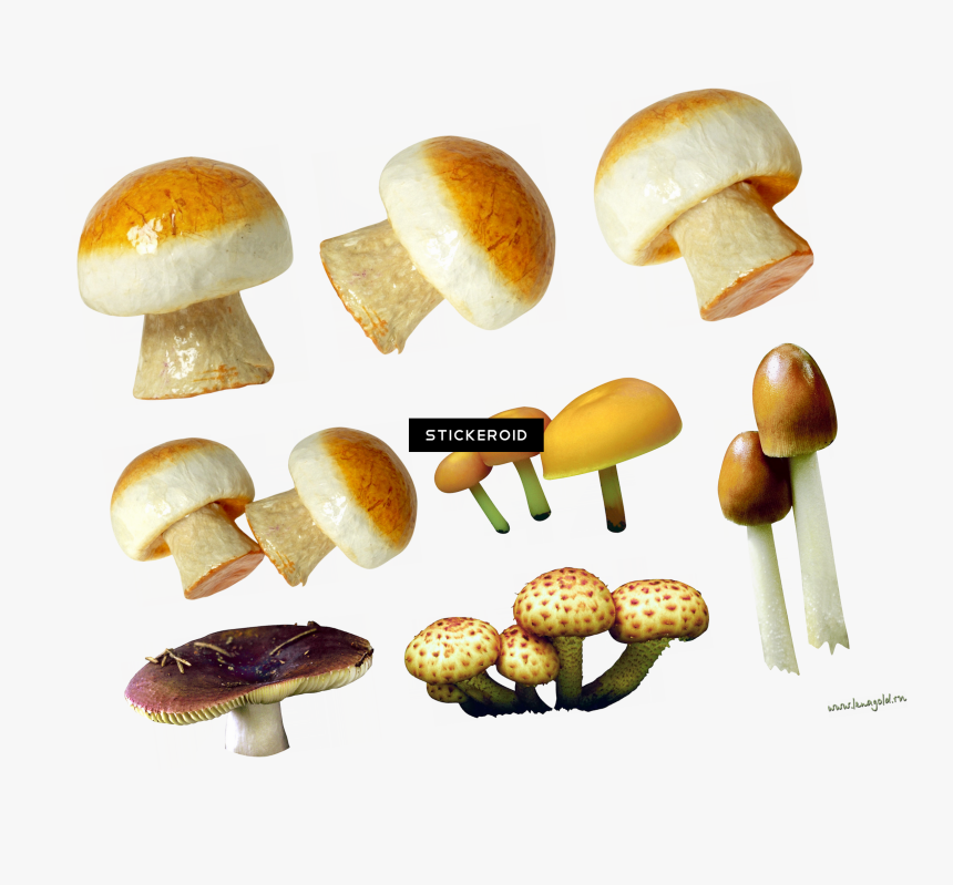 Mushroom , Png Download - Mushroom, Transparent Png, Free Download