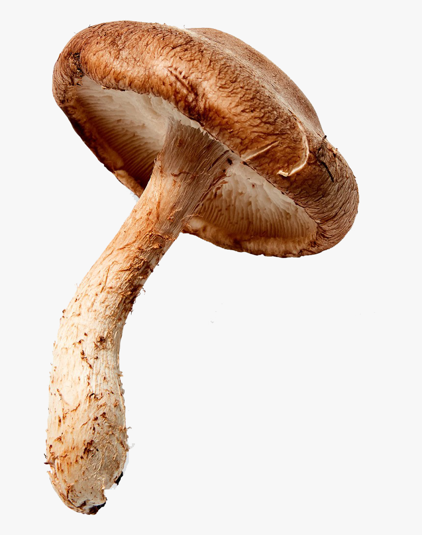 Mushroom Png Clipart - Shiitake, Transparent Png, Free Download