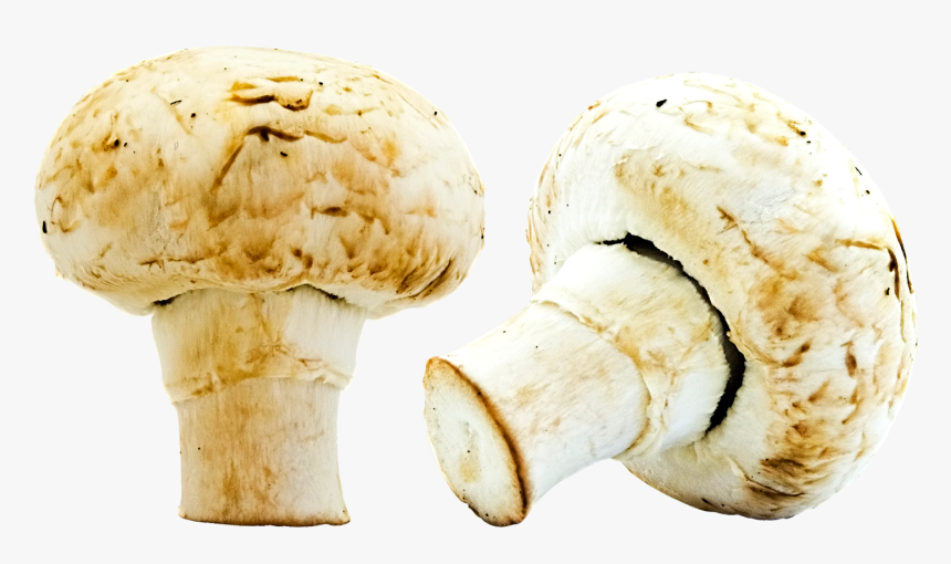 Mushrooms Png Image - Portable Network Graphics, Transparent Png, Free Download