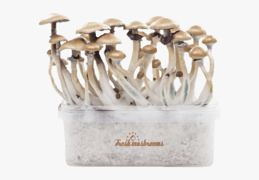 Transparent Magic Mushroom Png - Grow Kit B+, Png Download, Free Download
