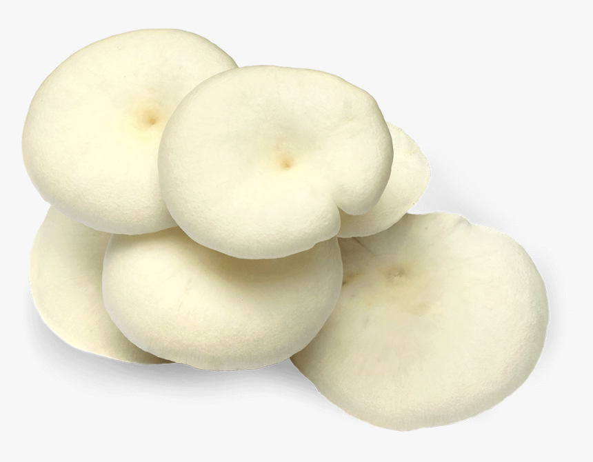 White Oyster Mushroom Png, Transparent Png, Free Download