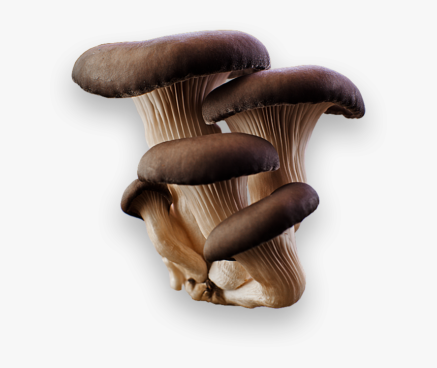 Grab And Download Mushroom Transparent Png File - Oyster Mushroom Transparent, Png Download, Free Download