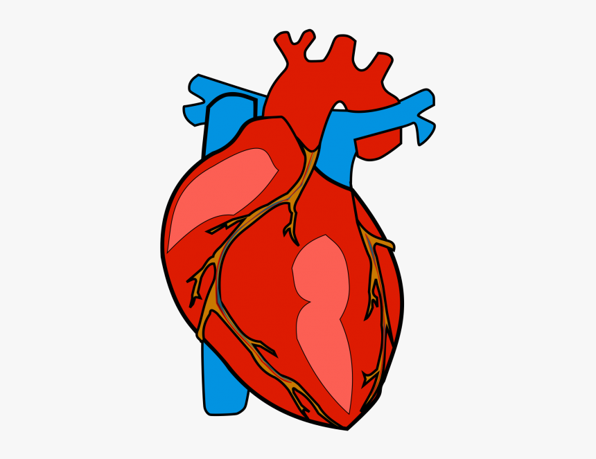 Human Heart Clipart Png, Transparent Png, Free Download