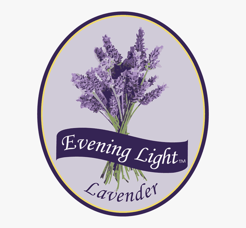 English Lavender, HD Png Download, Free Download