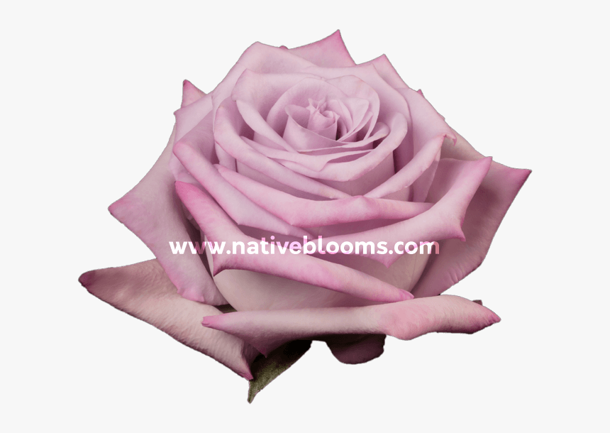 Image - Garden Roses, HD Png Download, Free Download