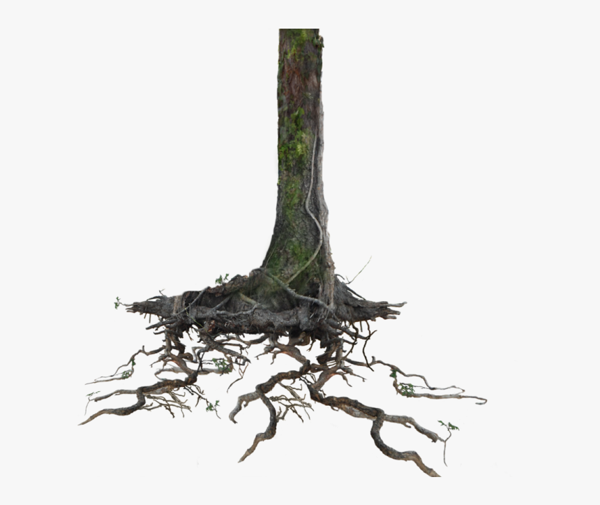 Transparent Driftwood Clipart - Tree With Root Png, Png Download, Free Download